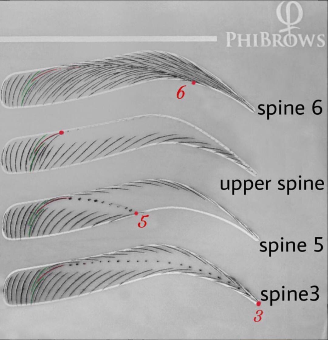 مدل فیبروز spine-5